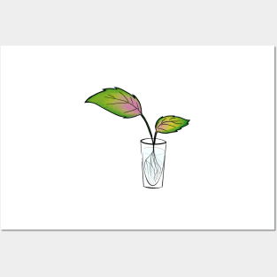 Coleus Posters and Art